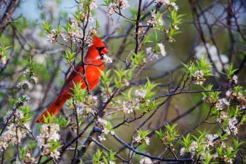 Northern Cardinal among spring buds at Big Sioux Recreation Area.