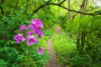 A hiking trail bordered by flowering dame’s rockets at Union Grove State Park.