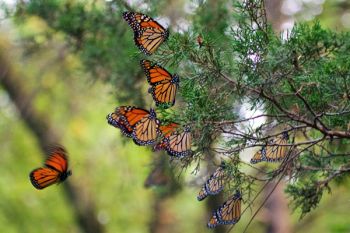 A roost of nearly a dozen monarchs at Lake Herman State Park.