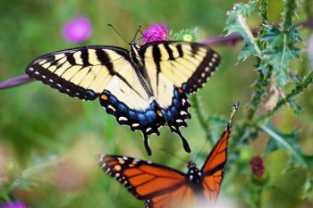 An eastern swallowtail and a monarch in eastern Brookings County.