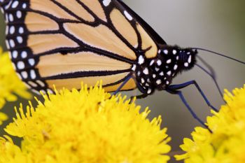 Close-up of a monarch.