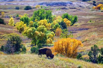 A lone bull bison grazing just above a colorful draw of Sage Creek Wilderness.