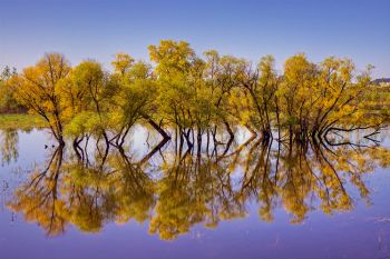 Minor flooding after heavy rains in Brookings County provided a perfect reflection of this stand of trees near the Big Sioux River south of Brookings.