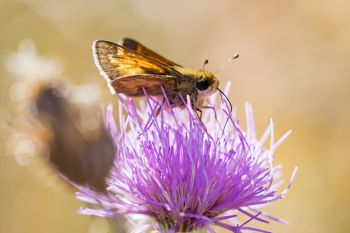 A late season skipper dining on the year’s last thistle bloom among the hills of Hartford Beach State Park.