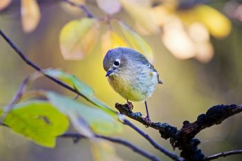 A ruby-crowned kinglet amongst the autumn foliage at Newton Hills State Park.