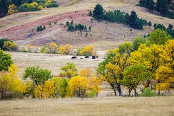Custer State Park accented with autumn colors.