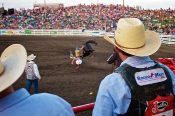 Cowboys look on from the chutes as a fellow rider takes an early spill.