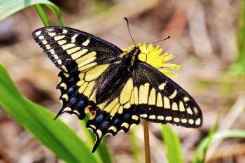 An Eastern Swallowtail butterfly dining on a dandelion on the top of the Hogback.