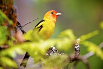 A colorful Western Tanager flew up close to me while hiking. I’m assuming he just wanted his portrait taken. I obliged.