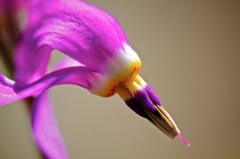 Close-up of a shooting star flower.