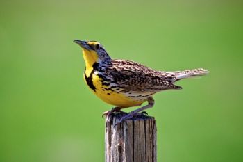 A happy meadowlark on a fencepost that borders the northern portion of the recreation area.