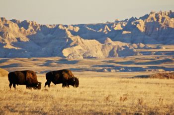 Grazing bison bulls in Sage Creek Wilderness Area.
