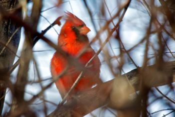 A male northern cardinal through the twigs of his favorite tree at Farm Island.