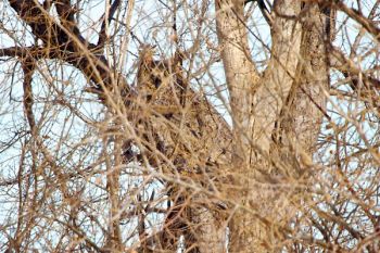 Can you spot the great horned owl through the twigs? Taken in Dewey County.