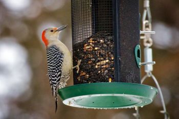 A red-bellied woodpecker at the feeder at Good Earth State Park.