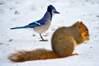 A blue jay appears jealous while the squirrel enjoys breakfast.