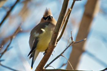A cedar waxwing puffs up against the cold breeze at Newton Hills.