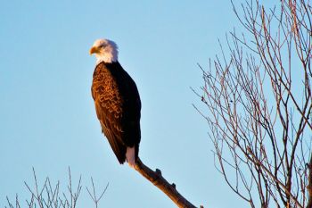 A bald eagle in the first morning light at LaCreek.