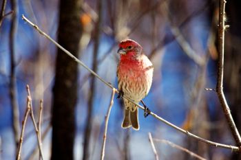 A male house finch near the feeders at Farm Island State Park.
