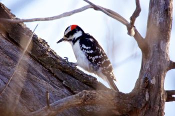 A male hairy woodpecker at Farm Island.