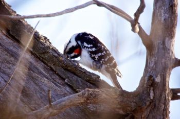 The same hairy woodpecker needs extra leverage to extract an insect.