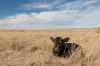 A new calf rests in the pasture.