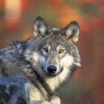 The wolf population has made a great comeback due to a successful reintroduction policy — a fact troubling to many ranchers. Photo by Gary Kramer, U.S. Fish & Wildlife Service.