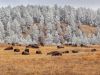  I like the opening of Our Wild Side because I think the frosty trees and brown grasses perfectly show the overlap of fall and winter,” says John Andrews, managing editor. Photo by Chad Coppess, S.D. Tourism.