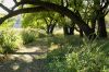 Two groomed hiking trails take visitors through areas shaded by huge oak trees and other foliage.