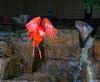 The scarlet ibis and Inca tern in the background.