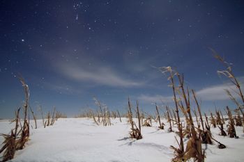 A full moon clearly illuminates the stalks of a cornfield as the constellation Orion passes overhead.