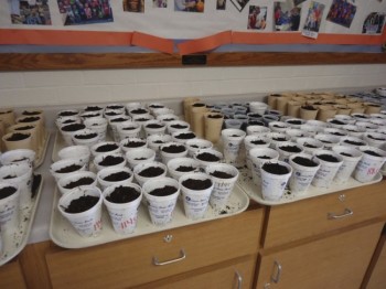 Trays of pumpkin seeds planted and ready to sprout.