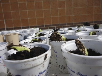 In less than a week, many of the seedlings had sprouted and were ready to go home with young gardeners.