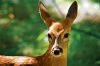  My favorite is the white-tail fawn on page 45,  says Ruth Steil.  He/she’s so beautiful. His whiskers and eyelashes are amazing.  Photo by Christian Begeman.