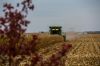 As the sun rises many South Dakota farmers are already at work maneuvering massive combines through cornfields.