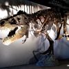 A traveling exhibit at the Washington Pavilion features a replica of Sue the T. rex.