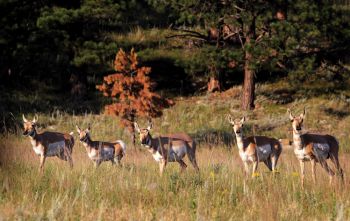 Motorists can spot herds of pronghorn as well as deer and bighorn sheep.