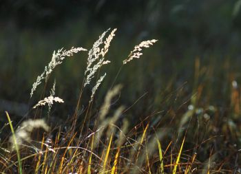 Fire ecologist Mary Lata says South Dakota's grasslands are often overlooked in autumn, but visitors to our national parks are often surprised at their beauty this time of year.