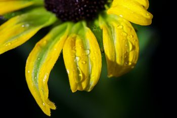 Raindrops on a newly blooming Black-eyed Susan at Lake Vermillion Recreation Area near Canistota.