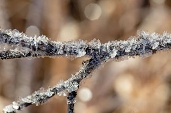 Hoarfrost on a small branch.