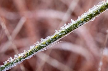 Hoarfrost on yucca blade.