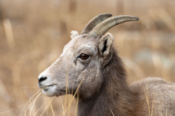 Bighorn ewe in Custer State Park.