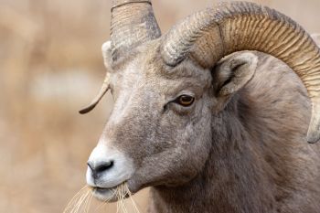 Bighorn ram in Custer State Park.