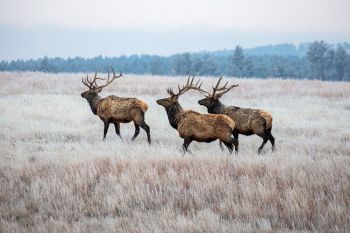 Morning elk at Wind Cave National Park.