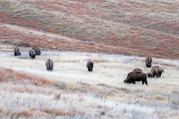 Frosted bison and grass at Wind Cave National Park.