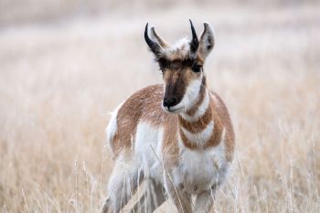 Pronghorn with frost tips in Custer State Park.