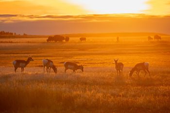 Sunrise in Wind Cave National Park.