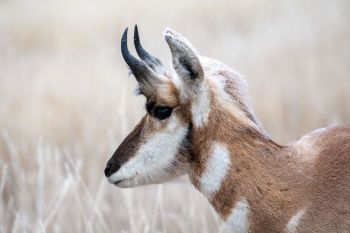 Pronghorn with frost tips in Custer State Park.