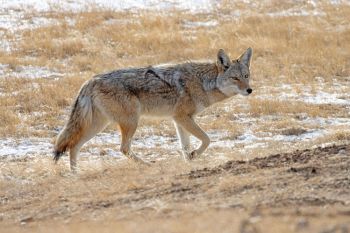 Coyote on the prowl at Wind Cave National Park.