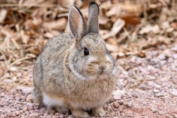 A young cottontail along the road at Custer State Park.